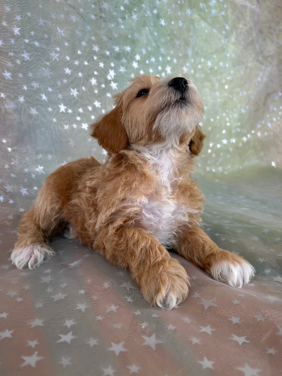 Male F1b Schnoodle Puppy for Sale in Iowa DOB 9-4-2025 $950